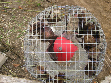 A funnel full of bats that Brad caught