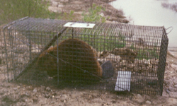 Beaver in trap