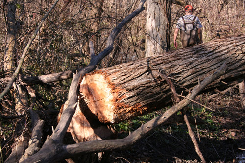 beaver damage to large tree