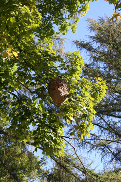 A hornet's nest removed from a tree by Suburban Wildlife Control