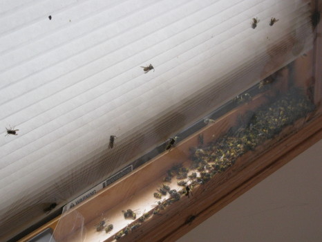 bees all over a window