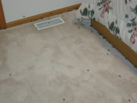 bees all over floor