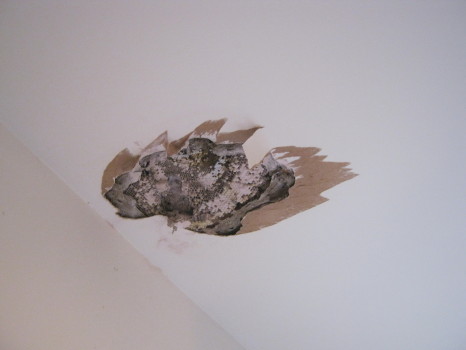 bees in ceiling