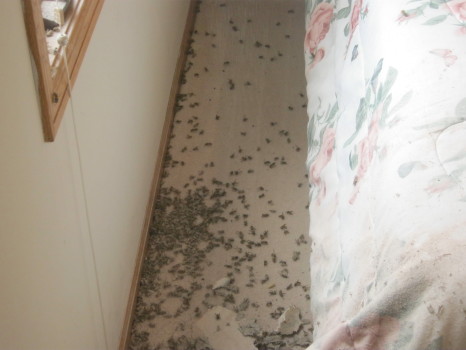 bees on floor awful