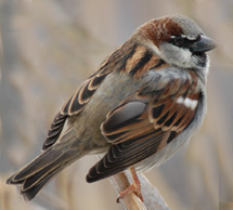 House Sparrow