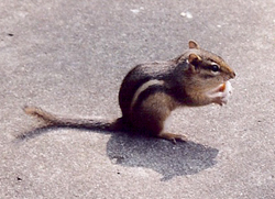 chipmunk eating