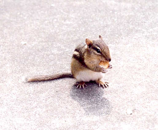 chipmunk eating