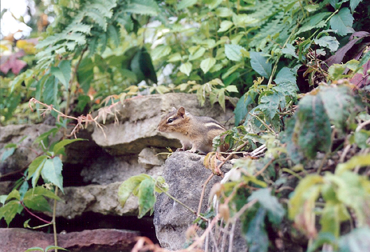 chipmunk on rocks