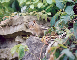 chipmunk in landscaping