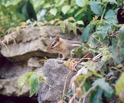 chipmunk on rocks