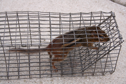 chipmunk in trap