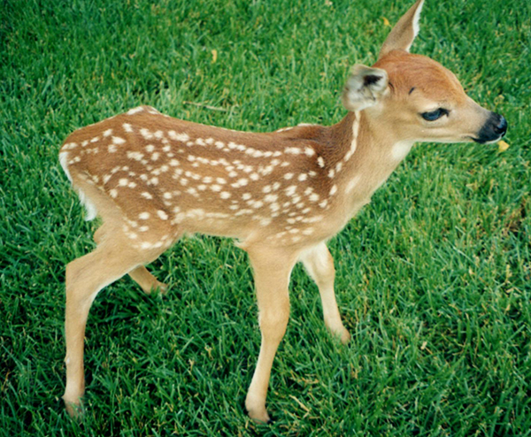 Baby deer fawn by Suburban Wildlife Control