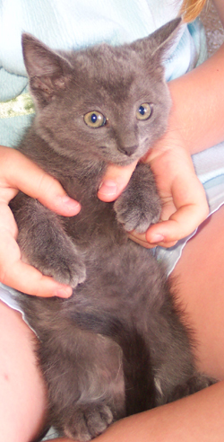 grey feral kitten