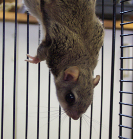 flying squirrel up close