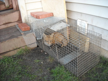a fox in one of our traps