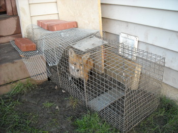 fox that Brad trapped