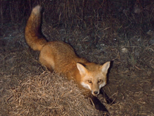 fox brad captured and released