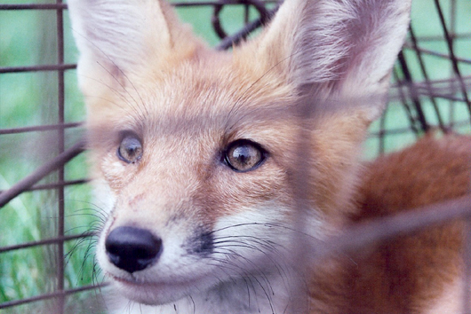handsome fox