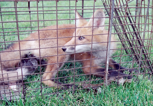 fox Brad trapped