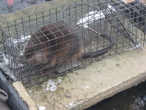 Muskrat that ruined a pond captured and removed by Suburban Wildlife Control