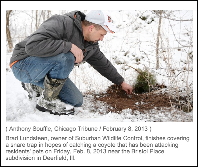 Bradin  Chicago Tribune Article February 8, 2014 on Coyote Concerns