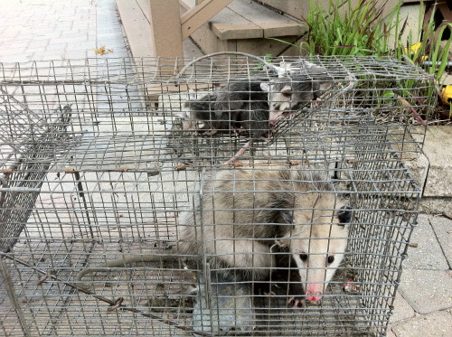 opossum removed by Suburban WIldlife Control