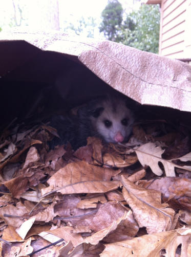 Opossum removed by Suburban Wildlife Control