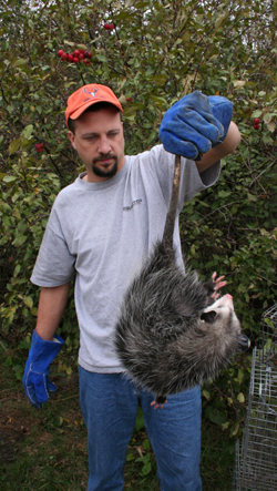 Brad with opossum
