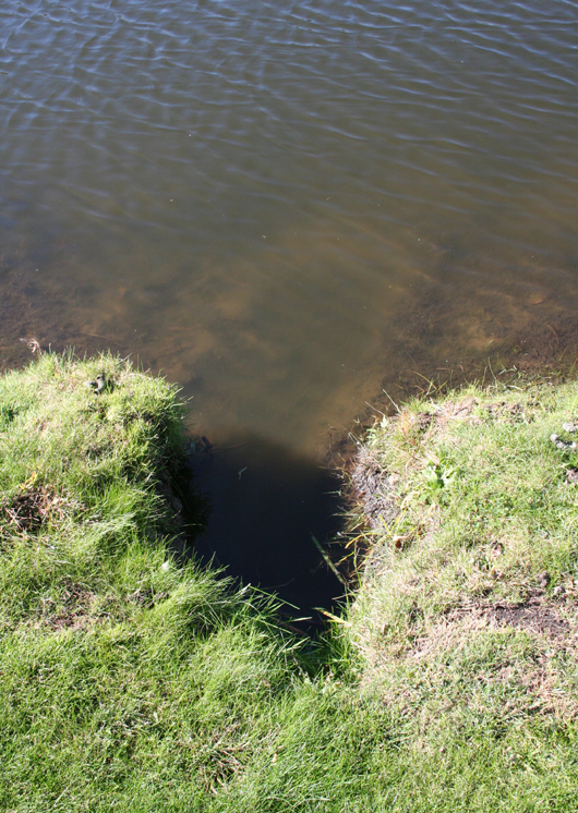 muskrat damage on pond