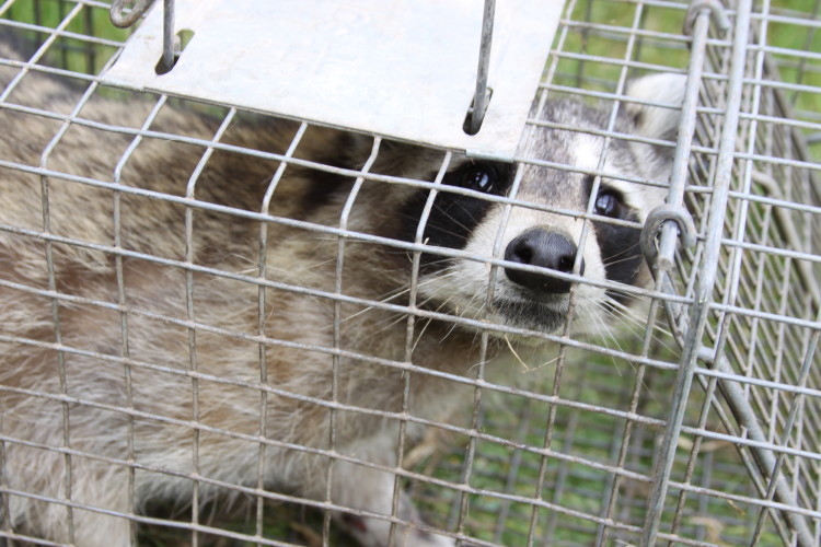 raccoon caught by suburban wildlife control
