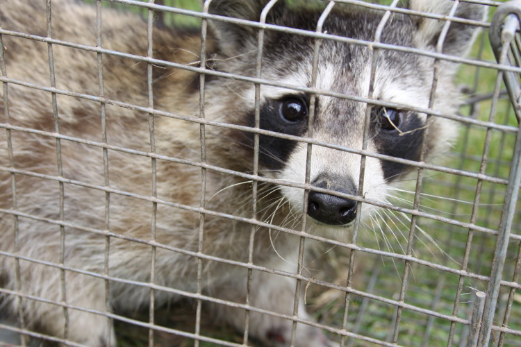 suburban wildlife control removed raccoon
