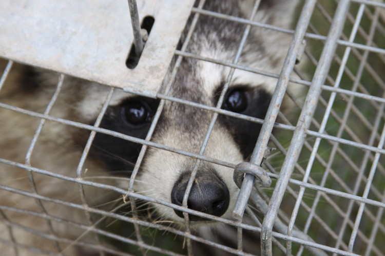 raccoon caught in trap by suburban wildlife control