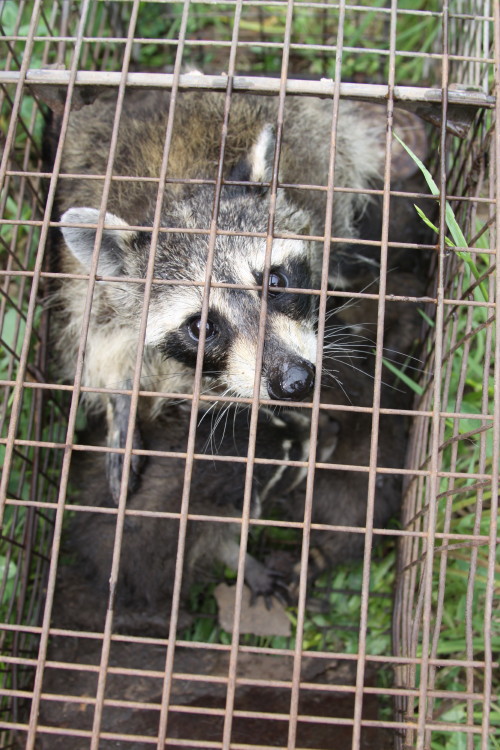 raccoon mother and babies