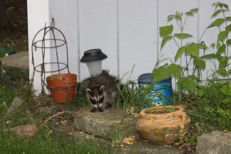 suburban wildlife control with raccoons living under a shed