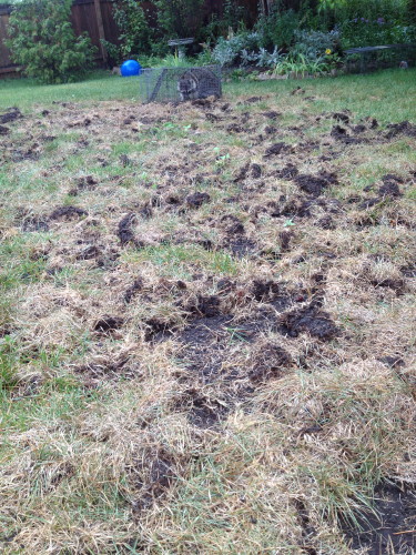 A Customer's lawn completly destroyed by raccoons