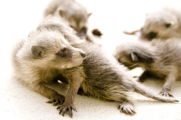 suburban wildlife control capturing baby raccoons