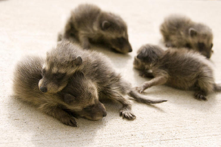 baby raccoons being removed by suburban wildlife control