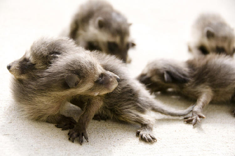 baby raccoons being hand h=gathered by suburban wildlife contorl