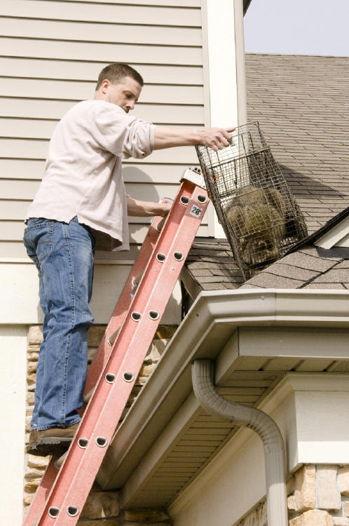 Brad removing raccoons from a roof