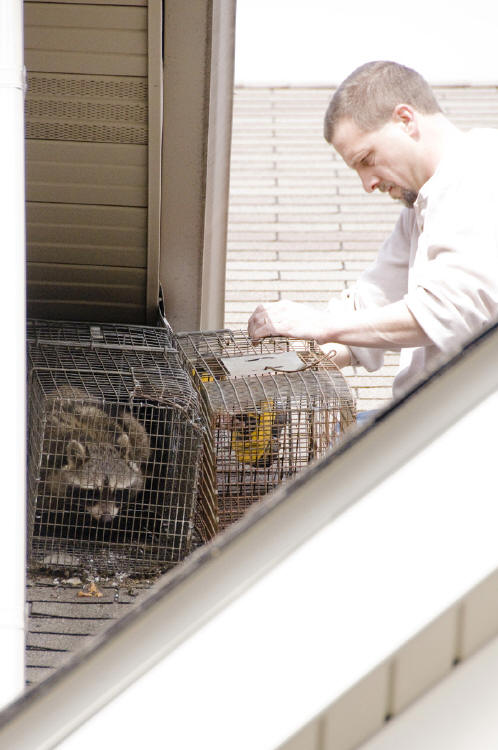 Brad removes a raccoon family from an attic