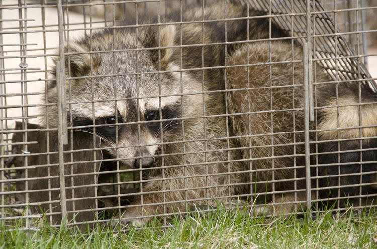 suburban wildlife control baby raccoons
