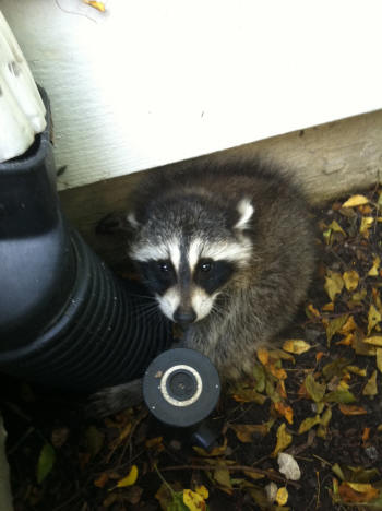 raccoon escapee but not for long