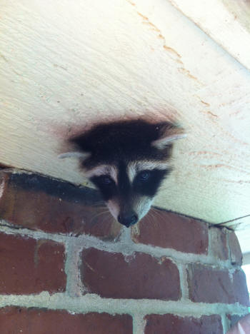 raccoon with head stuck in a knot hole