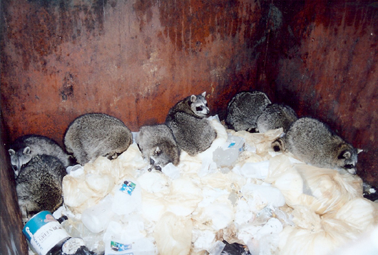 8 raccoons in a dumpster