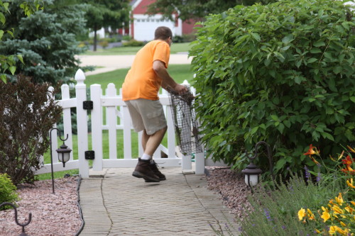 Raccoon capture by Suburban Wildlife Control