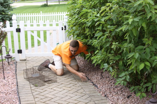 nuisance raccoon capture by suburban wildlife control