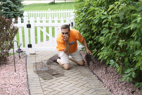 suburban wildlife control capturing baby raccoons