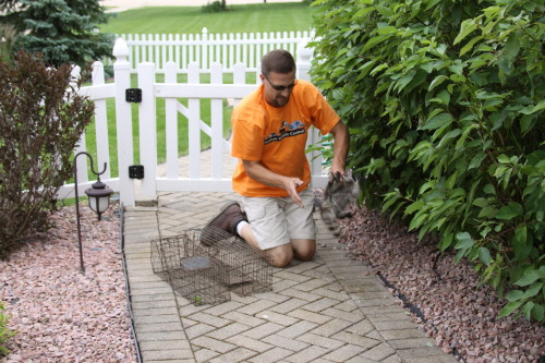 baby raccoons being captured by suburban wildlife control