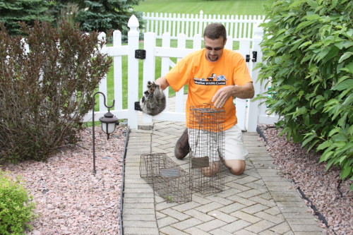 raccoon capture and removal by suburban wildlife control