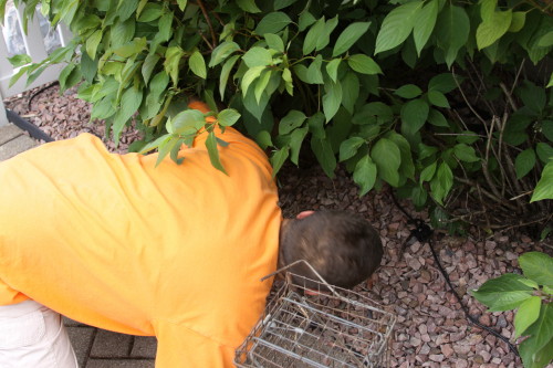 baby raccoons hand caught by suburban wildlife control